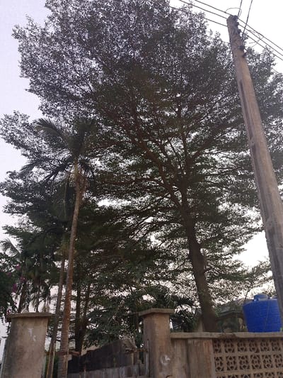 Towering trees with dense foliage dominate the scene, obscuring much of the sky. A slender palm stands to the left, contrasting with the broader trees. Below, a weathered wall partially encloses the area, punctuated by pillar-like structures. A blue water tank is visible behind the wall. An electricity pole rises on the right, with wires extending across the frame.