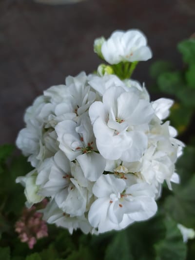 This is a close-up, eye-level, medium shot of a cluster of white geranium flowers with dark green foliage in the background. The flowers are the main subject, with the focus on the detailed petals and stamen. A few individual white petals are visible on the left side of the frame, slightly out of focus. The foliage behind the flowers is blurry, suggesting a shallow depth of field. In the lower right corner, a small, out-of-focus cluster of pink flowers is visible. The lighting suggests it is daytime, possibly overcast or in shade, as there are no harsh shadows. The background is dark and out of focus, providing a muted contrast to the bright white flowers. There is no visible text in the image. The scene is likely a garden or a potted plant setting, typical for domestic or public green spaces. The overall mood is serene and natural.
