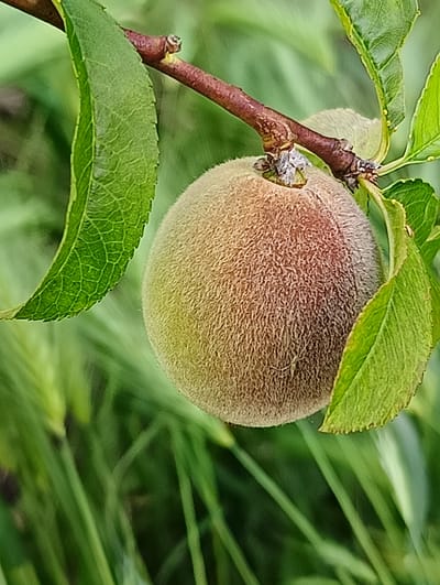 A close-up, vertically oriented shot focuses on a small, fuzzy, unripe fruit, possibly a peach, hanging from a branch. The fruit is predominantly greenish-yellow with a reddish blush on its upper right side, and is covered in fine, downy hairs. It is attached to a thin, reddish-brown, woody stem that is slightly rough and has small bumps. Two vibrant green leaves are visible, one on the left, large and ovate with prominent veining, and another smaller leaf to the right and slightly behind the fruit. The background is a soft blur of green, suggesting foliage or grass, with some darker vertical lines that might be stems or blades of grass. The lighting appears natural, casting soft shadows and highlighting the texture of the fruit and leaves. The scene is natural and outdoor, with no indication of urban or specific geographical features.