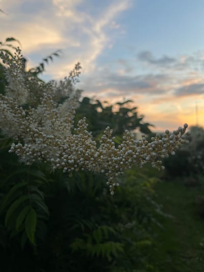 The image shows a close-up view of a cluster of small, white, bead-like flower buds on a plant. The buds are arranged in a branching pattern, with some individual flowers showing delicate white filaments. The background is a blur of dark green foliage, suggesting a natural outdoor setting. Above the foliage, the sky is visible with scattered clouds tinged with the warm colors of sunset, transitioning from pale yellow and orange near the horizon to light blue higher up. There are no people or identifiable structures in the frame. The scene appears to be a still moment captured at dusk, possibly in a garden or park. The location in Perevoznoe, Russia, is inferred and not visually evident from the image itself.
