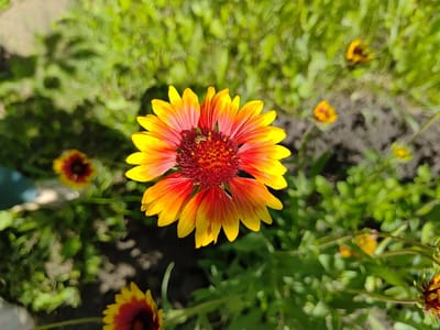 The image is a close-up, top-down view of a vibrant Gaillardia flower in full bloom. The flower has a deep red-brown center surrounded by striking ray florets that transition from a bright yellow at their tips to a fiery orange-red closer to the center. The petals are elongated and slightly curved, creating a full, radial pattern.

In the center of the flower, a small insect, possibly a bee or a fly, is visible, suggesting it is actively gathering pollen. The background is a soft-focus mixture of lush green foliage and darker patches of soil, indicating a garden setting. Several other Gaillardia flowers, some in focus and some out of focus, are scattered throughout the scene, adding depth and context. One flower in the upper right corner is partially visible, showing its characteristic yellow and red coloration. In the lower left and center, out-of-focus buds or smaller flowers of the same species are present, hinting at the plant's reproductive cycle.

The lighting suggests it is daytime, likely a sunny day given the brightness and the distinct shadows cast by the flower's petals. The overall impression is one of natural beauty and the activity of pollinators in a garden environment. The scene evokes a sense of warmth and the thriving life of summer flora. There is no visible text in the image. The location is identified as Saransk, Russia.