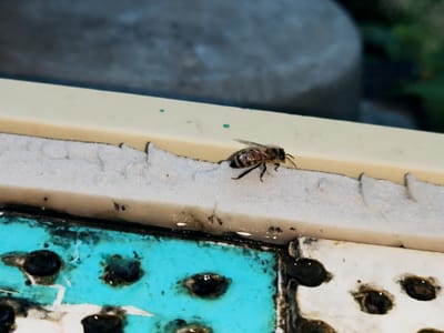 The image shows a bee on a white, porous surface, possibly a part of a beehive or an insect trap. The bee is in focus, with its striped abdomen and transparent wings visible. The background is blurred, but suggests an outdoor setting with hints of greenery and a large, smooth object. The lower portion of the image reveals a blue surface with dark, circular indentations, possibly a water dish or an area designed to attract insects. The overall impression is that of a close-up, macro shot of an insect in its environment. No specific location in Makiivka, Ukraine can be determined from the image.