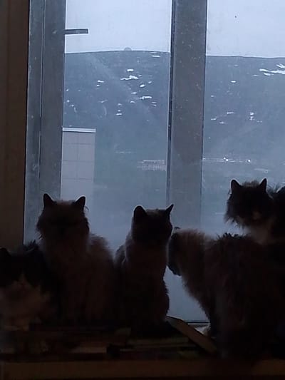 A group of cats are silhouetted against a window, looking out at a cloudy, overcast day. The scene appears to be indoors, with the cats perched on a windowsill or ledge. In the background, through the window, a town or city is visible nestled among hills or mountains. The sky is a muted gray, suggesting either early morning or late afternoon, or simply a heavily overcast day. The overall mood is quiet and serene, with the cats focused on the outside world. There are no people visible in the image, and no text is present. The location context indicates Magadan, Russia, which aligns with the potentially cold and mountainous landscape seen through the window.