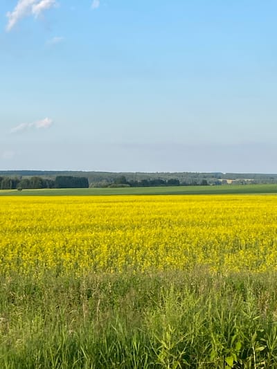 An outdoor, wide-angle, vertical shot captures a vast, sunlit field of yellow flowers, likely rapeseed, under a bright blue sky with scattered white clouds. The field occupies the majority of the frame, stretching horizontally across the mid-ground. In the foreground, a strip of tall, green grass and weeds adds texture and depth. Behind the yellow field, a darker green band represents trees or a forest, followed by a distant, hazy landscape of rolling hills and fields. The scene appears tranquil and rural, possibly depicting agricultural land in or around Новое Село, Russia, given the context. There are no people or animals visible in the image.