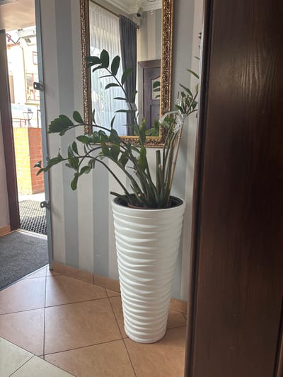 An indoor scene shows a tall white planter with a ZZ plant inside, positioned next to a dark wood door and against a wall with vertical grey and white stripes. A large, ornate gold-framed mirror hangs on the striped wall, reflecting a doorway and a portion of the room. To the left, an open doorway reveals a view of an exterior street in Mińsk Mazowiecki, Poland, with buildings and a red ribbon visible on one facade. A grey doormat is visible just inside the entrance. The floor is tiled with large, square, terracotta-colored tiles. The overall lighting suggests daytime.