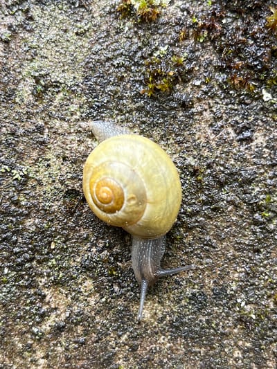 A yellow snail with a coiled shell sits on a rough, textured surface covered in moss and small green plants. The snail has two antennae extended, and its body is a mottled grey color. The substrate appears damp, with variations in coloration from dark grey to light green and brown. The image was taken in Landau in der Pfalz, Germany.