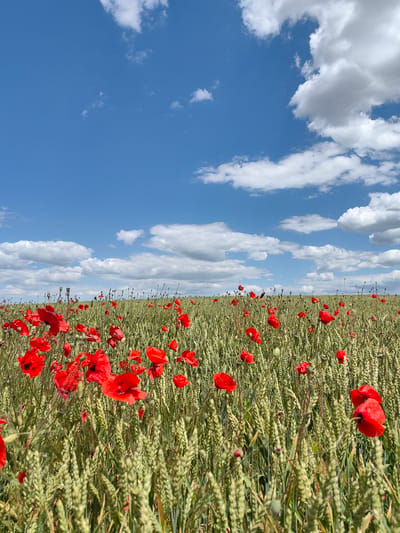 A vertical, eye-level, wide-angle shot captures a field of wheat with vibrant red poppies blooming throughout. The sky above is a brilliant blue, dotted with fluffy white clouds. The wheat stalks are green and mature, some with visible seed heads, and are interspersed with numerous bright red poppies in various stages of bloom. The poppies are the most prominent feature, with their delicate petals and dark centers. The horizon line is low, emphasizing the vastness of the field and the expansive sky. The scene is set in Ароматновское сельское поселение, Ukraine.