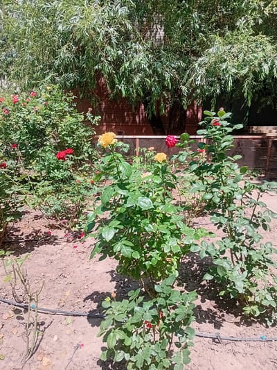 In an outdoor garden setting, likely in Kherson, Ukraine, several rose bushes are in bloom. One rose bush prominently displays a yellow rose and a pink rose, with other red roses visible on bushes to the left. The roses are surrounded by lush green foliage, and the ground beneath is covered in dry soil with fallen rose petals scattered across it. In the background, a brick wall and a wire fence can be seen, with a dense canopy of leafy trees overhead. Drip irrigation tubing is present in the soil, indicating a maintained garden. No people are present in the image.