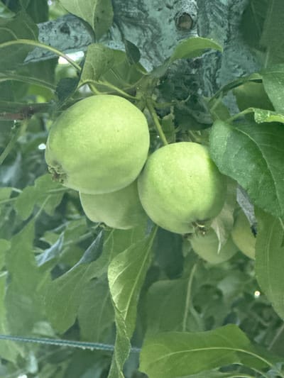 This media file captures a close-up view of several unripe green apples hanging from a tree branch, surrounded by lush green leaves. The scene is set outdoors, likely in a garden or orchard, given the presence of fruit-bearing trees. The apples are round and have a smooth, slightly waxy surface. Some of the leaves show a textured, somewhat fuzzy appearance. In the background, a rough, greyish surface is visible, possibly a tree trunk or a weathered wall. A thin green string or wire is also present, running vertically through the frame on the right side. The lighting suggests it could be daytime, with soft light illuminating the fruit and foliage. The image conveys a sense of natural growth and the early stages of fruit development. There is no visible text in the media file.