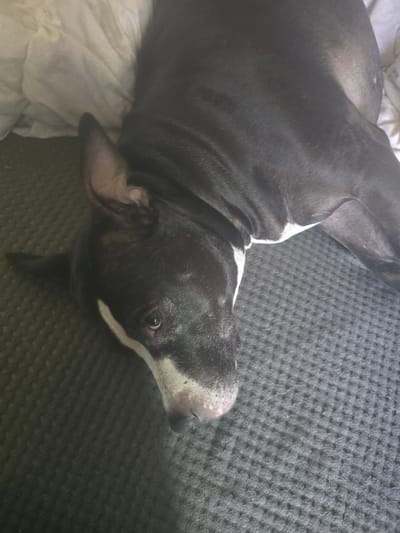 An overhead shot shows a black and white dog lying on its side on a dark gray textured surface, possibly a rug or couch. The dog's head is turned towards the camera, revealing its face with expressive brown eyes and a white blaze marking down its snout. Its ears are floppy and pointed upwards. The dog's body extends out of frame, with a white patch visible on its chest. In the upper left corner, a section of a white or cream-colored wrinkled fabric is visible, likely bedding or upholstery. The overall lighting suggests an indoor environment, possibly a home. The image does not contain any information or clues that would allow for identification of the city of Saran or any specific location within Kazakhstan.
