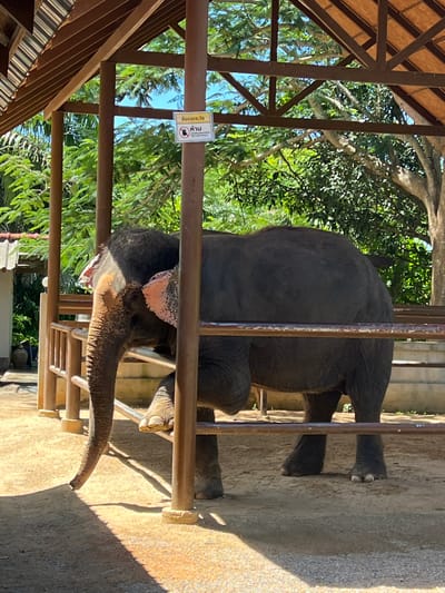 An adult elephant stands within a wooden enclosure under a wooden-framed roof. The elephant is facing left, with its trunk extended downwards and its left leg forward. The enclosure has metal railings. A sign with Thai writing and a symbol of a person with a circle and slash through it is attached to a wooden support post. The ground within the enclosure is sandy, and the area outside features foliage and trees. The scene is lit by bright sunlight, casting shadows. The location is specified as Baan Thurian, Thailand.