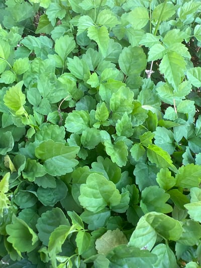A close-up, top-down view of a dense patch of vibrant green leaves, possibly from a shrub or ground cover, is presented. The leaves are varied in shape and size, with some appearing ovate and others more rounded, and many exhibit slightly serrated edges. The foliage is lush and appears healthy, with varying shades of green indicating different depths and light exposure. The background is obscured by the dense leaves, suggesting a natural or garden setting. The image does not contain any people, animals, or man-made objects, focusing solely on the plant life. The scene is likely located outdoors in a city with a temperate climate, possibly in Or Akiva, Israel, given the visual characteristics of the vegetation.