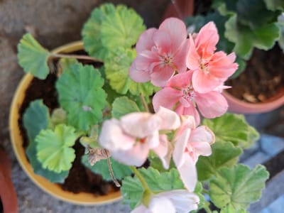 This is a close-up, overhead shot of pink and white geranium flowers in a yellow pot. The flowers are delicate and appear to be in bloom, with some petals slightly curled and others fully open. The center of the pink flowers has dark red stamen. The leaves are a vibrant green and have a distinct scalloped edge. The plant is situated outdoors, as indicated by the rough, textured ground visible in the background and the presence of other pots. The lighting suggests it could be daytime, likely with soft, diffused light. There is no visible text in the image. The setting appears to be a garden or outdoor space in Tenevo, Bulgaria. The focus is entirely on the plant, highlighting its natural beauty.