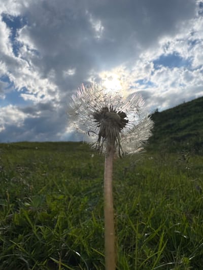 This image is a low-angle, close-up shot of a dandelion seed head, silhouetted against a bright, partially cloudy sky. The dandelion's delicate seeds are illuminated by the sun, which is visible in the upper right quadrant of the image, creating a halo effect. The background is a blend of a green grassy field and a darker, presumably wooded, slope. The image is oriented vertically, making the dandelion stem appear to stretch upwards from the bottom left.
The scene suggests an outdoor setting, likely a field or meadow, given the presence of grass and the dandelion. The time of day appears to be late afternoon or early evening, judging by the low angle of the sun and the way it's casting light. The weather seems to be partly cloudy, with patches of blue sky visible through scattered white and grey clouds. The bright sunlight implies a pleasant, possibly warm, day.
There are no people or text visible in the image. The focus is solely on the natural elements: the dandelion, the grass, the slope, and the sky. The overall mood conveyed is one of natural beauty and perhaps a sense of quiet contemplation, emphasizing the ephemeral nature of the dandelion's seeds. The location context of Верхняя Мара, Russia, places the scene in a rural or natural environment within that region.