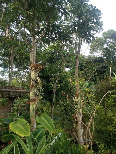 Lush greenery fills the frame with two prominent, slender trees dominating the foreground. Bromeliads adorn the trunks of both trees. Banana plants and other large-leafed plants are densely packed around the base, adding a tropical feel. Beyond, a dense forest canopy of various trees extends into the distance, creating a layered and vibrant landscape. A glimpse of a weathered, tiled roof is visible on the left.