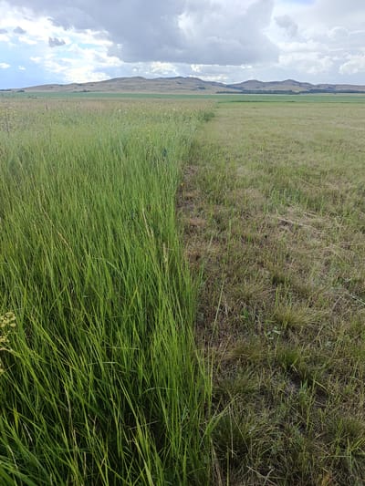 The image depicts an open, grassy field under a cloudy sky. The foreground is dominated by tall, lush green grass on the left side, sharply transitioning to shorter, drier, and browner grass on the right. In the background, rolling hills stretch across the horizon, some covered in dry vegetation and others with scattered trees. The sky is filled with a mix of dark, dramatic clouds and patches of lighter sky. The scene appears to be in a rural or natural landscape. There are no people or discernible man-made structures in the visible portion of the image. The location is identified as the city of Imeni Tel'mana Nomer Tretiy, Kazakhstan.