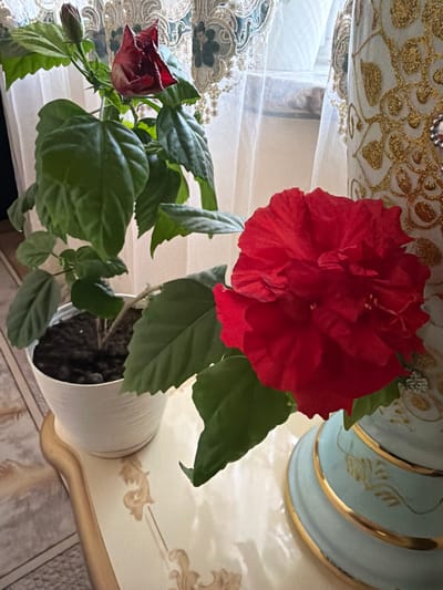 The image depicts an indoor scene on a table, likely in a home or a public establishment, with a window and curtains in the background. The primary subjects are a potted hibiscus plant with green leaves and two red hibiscus flowers, one fully bloomed and the other partially open. To the right of the plant, a decorative vase with a light blue base and gold embellishments is visible. The table has a light-colored surface with ornate patterns. The lighting suggests it is daytime, with natural light filtering through the window. There are no people or animals in the image. The location is not specified as Dzhalgan, Russia, or any other city.