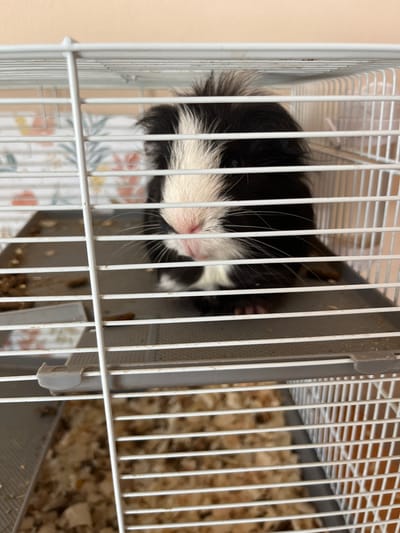 The image depicts a black and white guinea pig contained within a multi-level white wire cage, viewed at eye-level. The guinea pig has a distinctive white stripe running down its forehead and nose, contrasting with the black fur covering its head and body. Its small, pink nose and prominent white whiskers are clearly visible as it faces forward, peering through the horizontal cage bars. Small, pink-toned paws are visible on the grey plastic platform where the animal is situated.
The cage features white horizontal and vertical wire bars, with a light grey plastic base and an interior grey plastic shelf or platform on which the guinea pig rests. Scattered brown, pellet-like droppings and minimal food remnants are present on this upper platform. The lower section of the cage, partially visible, contains a layer of light-colored wood shavings or bedding. A grey plastic clip or latch is visible on the upper left side of the cage structure.
The background consists of an indoor setting with two distinct wall coverings. The upper portion of the background, behind the cage, shows a plain, light peach or beige colored wall. Below this, and to the left of the guinea pig, a floral patterned wallpaper or fabric is visible, featuring motifs of orange, red, and light green leaves and flowers. No people or specific geographical identifiers are visible in the scene.