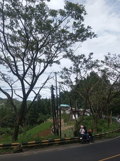 An outdoor scene in Sandamal Eliya, Sri Lanka, depicts a section of a paved road with a black and yellow striped guardrail along its edge. Two individuals are situated on a black scooter, parked or stopped next to the guardrail on the right side of the road. The driver wears a dark garment, light pants, and a red helmet. The passenger, seated behind, wears a light-colored jacket, dark pants, and a light pink helmet.
Behind the guardrail, a steep green embankment transitions into a cultivated slope featuring patches of bare soil and green vegetation. Multiple utility poles with wires run vertically and horizontally across the midground. Further up the incline, obscured by trees, are several residential or commercial structures, one of which exhibits a light blue roof. Dense green foliage and trees dominate the background, indicating a hilly environment. The sky is overcast with white and gray clouds. Large trees with sparse green leaves frame the upper portion of the image.