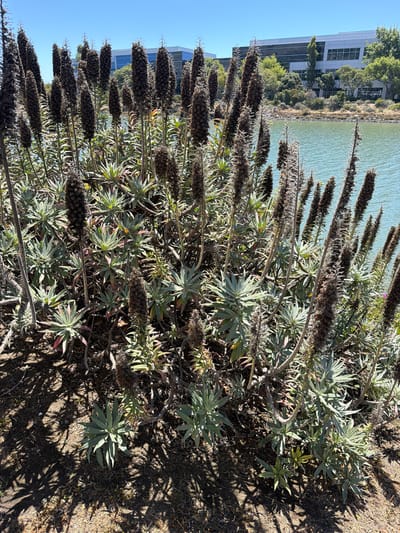 The image displays a close-up view of a plant with tall, dark, dried flower stalks and fleshy, lance-shaped green leaves. The plant is positioned in the foreground, casting shadows on the dry, brown ground beneath it. In the background, a body of calm, greenish water is visible, reflecting the light. Beyond the water, a modern, multi-story building with a glass facade and a white exterior stands, partially obscured by trees. The sky is a clear, bright blue. The scene suggests an outdoor setting on a sunny day, possibly near a body of water adjacent to an urban or commercial area. The orientation of the image is portrait, with the plant's stalks running vertically. There is no text visible in the image. The time of day appears to be late morning or early afternoon, given the angle of the shadows. The overall impression is one of natural growth thriving in an environment alongside human infrastructure.