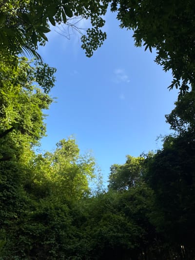 This is an upward-facing shot of a clear blue sky framed by dense green foliage in Khlong Thom Nuea, Thailand. The leaves and branches create a natural, irregular frame around the expanse of sky, with some sunlight filtering through the canopy. The vegetation appears lush and tropical, characteristic of the region. No people or artificial structures are visible, suggesting a natural or park-like setting. The image captures a serene, natural scene.