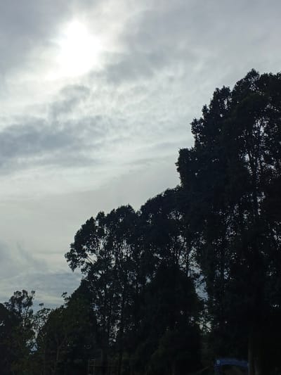 The sky is overcast with a bright sun diffused through the clouds. Dark, silhouetted trees occupy the right side of the frame, their branches dense and reaching upwards. In the lower left corner, smaller trees are visible against the sky. The overall mood is subdued, with the lack of direct sunlight contributing to the somber tone.