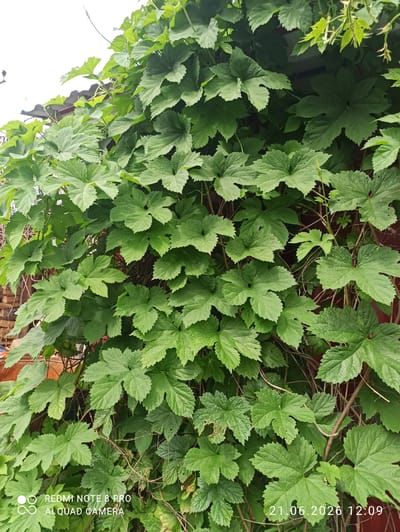 The image displays a close-up view of a dense wall of lush green hop vines, likely in Sovetskiy, Russia, based on the visible timestamp. The vines are a vibrant green, with large, lobed leaves characteristic of hops. They are growing vertically, some climbing over a reddish-brown surface, possibly a wall or fence. In the upper left corner, a portion of a grey, corrugated roof is visible, suggesting an outdoor setting near a structure. The lighting appears overcast or diffused, creating a soft illumination of the foliage. The lower portion of the image contains a watermark with text that reads "REDMI NOTE 8 PRO AI QUAD CAMERA" and a date stamp "21.06.2026 12:09." No people or specific actions are depicted, only the natural growth of the plants.