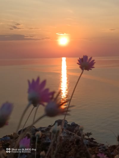 The image depicts a serene sunset over the sea, viewed from a rocky coastal area. In the foreground, several delicate, pale pink flowers are blurred due to shallow depth of field, with one in sharp focus on a thin stem reaching upwards. The rocky terrain is textured and dark, suggesting a natural landscape. The sea extends to the horizon, reflecting the warm orange and yellow hues of the setting sun, creating a bright, shimmering path of light. The sky is a gradient of soft orange, transitioning to a lighter yellow near the horizon, with a few wispy clouds. The sun itself is a bright, diffused orb just above the horizon. The bottom left corner of the image contains a watermark that reads "Shot on BL8800 Pro" and "Powered by Blackview." The location is identified as Kamen bryag, Bulgaria.