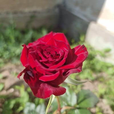 A close-up, high-angle shot focuses on a deep red rose in full bloom. The rose is the central subject, positioned slightly to the left of the frame, its petals unfurling in a spiral. The petals are velvety and richly colored, with subtle variations in shading from deep crimson to a slightly darker hue at the edges. Sunlight illuminates the rose, casting soft shadows and highlighting its texture.
The background is softly blurred, indicating a shallow depth of field. Behind the rose, there is an out-of-focus area of green foliage, suggesting a garden or natural outdoor setting. The ground beneath the foliage appears to be a mixture of soil and possibly small stones. In the upper right portion of the background, a light-colored, textured surface, possibly a wall or building, is visible.
The scene does not contain any people or visible actions. The environment appears to be an outdoor, sunlit area.
The image does not provide any specific visual cues to indicate its location within the city of Ақкемер, Kazakhstan. The visual elements are generic to a garden or outdoor floral setting.