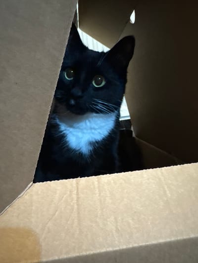 A black and white cat is sitting inside a cardboard box. The cat's head and chest are visible, with its green eyes gazing towards the camera. The box is brown and appears to be a standard shipping container. The environment is indoors with a focus on the cat and the box. Location information is not available from the image.