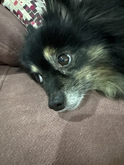 A close-up, eye-level shot shows the face of a black and tan Pomeranian dog resting on a textured brown surface, possibly a couch or blanket. The dog's head is turned to the left, with its right eye prominently in focus. The eye is dark brown with a bright reflection. The dog has long, fluffy black fur mixed with tan and white around its muzzle and eyes. Its nose is black and slightly moist. To the left of the dog, a patterned pillow with geometric shapes in maroon, white, and grey is partially visible. The background is a soft brown texture. The image appears to be taken indoors. The dog is not in Gölbaşı, Turkey.