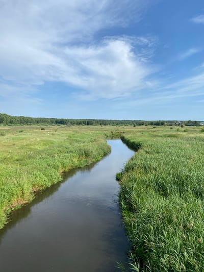 The image depicts a natural landscape under a partly cloudy blue sky. A dark, narrow river or stream meanders through a vast expanse of lush green vegetation, primarily consisting of tall grasses and reeds. The riverbanks are densely lined with this vegetation, creating a natural boundary. In the distance, a dense forest forms a dark green horizon. Further beyond the trees, hints of rural settlement, possibly small houses with dark roofs, are visible on the right side of the image. The overall scene is one of serene, undeveloped countryside. The location is identified as Chervensky Selsovet, Belarus.