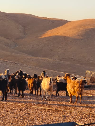 A herd of goats stands on a gravelly surface in front of undulating, barren hills. The sun is low in the sky, casting long shadows and illuminating the scene with a warm, golden light. The goats are of various colors, including white, black, brown, and a reddish-brown. Some have horns. A wire fence and a black object are visible in the background on the right. The terrain is dry and appears arid. The location is specified as Keidar, Palestinian Territories.