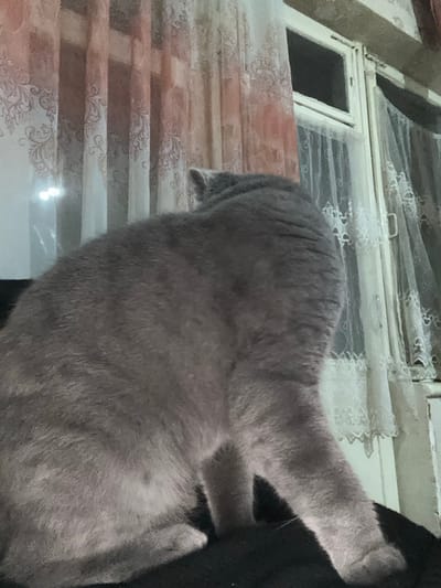 The image captures a grey, short-haired cat situated within an interior space, specifically identified as being in the city of Fergana, Uzbekistan. The cat is seen from its rear-right side, appearing to sit or stand on a dark, soft surface, likely a piece of furniture, which occupies the lower portion of the frame. Its head is turned towards the right, directed at a window occupying the background. The window consists of white or light-colored frames and is partially obscured by two sets of curtains: a sheer, patterned curtain with an ornate design on the left, and a sheer white or cream lace curtain on the right. Through the left curtain, multiple bright, diffused light sources are visible against a dark exterior, indicating nighttime conditions. The scene is dimly lit, with the cat receiving illumination from the left side. No other subjects or interactions are visible.