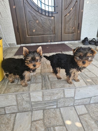 Two young Yorkshire Terriers stand on a tiled porch in front of a wooden door. The door has decorative carvings and a glass insert with a metal grate. To the right of the door, there are several pairs of shoes. The porch is made of square tiles with a pattern. A yellow object, possibly a planter, is partially visible on the left side of the image. The scene appears to be outdoors, possibly in front of a residential building in the city of Bălți, Moldova.