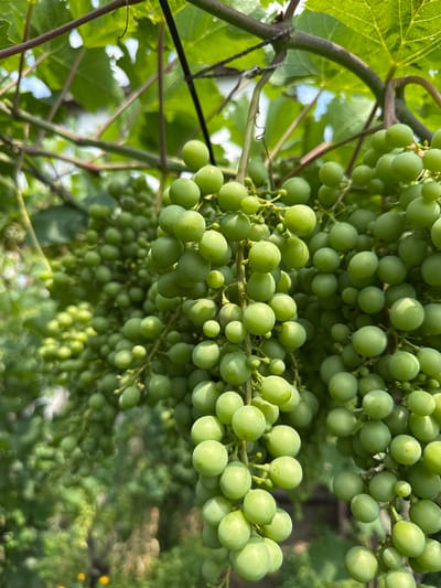 A close-up, eye-level shot captures clusters of unripe green grapes hanging from a vine. The grapes are round and vary in size, densely packed on their stems. The background is filled with lush green grape leaves and vines, some blurred, suggesting a garden or vineyard setting. The scene appears to be outdoors in daylight, with soft shadows indicating the sun is present. No people or animals are visible. The overall impression is one of natural growth and the early stages of fruit development. This image is located in Tutrakan, Bulgaria.