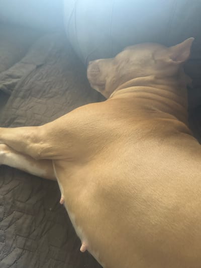 A light-skinned dog is sleeping on a dark brown quilt. The dog is facing away from the camera, with its head resting on its paws. The dog's fur is short and smooth, and its body is covered in wrinkles. The quilt is made of a soft material, and it is covered in a pattern of small squares. The background of the image is blurred and out of focus. The image was taken indoors, likely in a bedroom, as suggested by the presence of a quilt and a possible headboard in the background. The lighting is soft and diffused, suggesting natural light or soft artificial light, casting a gentle glow over the scene.
