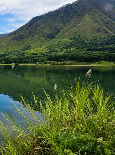The image depicts a serene landscape at Turpuk Sihotang, Indonesia. In the foreground, lush green reeds and small white flowers grow along the edge of a calm, reflective lake. The water mirrors the verdant, tree-covered slopes of a large mountain that dominates the background. The mountain's rugged terrain is crisscrossed with shadowy ravines, and its upper ridge is lined with a dense band of trees. A few scattered buildings are visible on the lower slopes of the mountain, and the sky above is a mix of blue with scattered white clouds. The overall scene is one of natural beauty and tranquility.