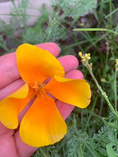 A close-up shot shows a person's hand holding a vibrant orange and yellow California poppy flower. The flower has four large, delicate petals with subtle darker orange veins. The center of the flower reveals its stamen. The hand, with its light pink skin, gently cradles the bloom, with fingers partially visible. The background is a blur of green foliage, suggesting an outdoor setting. Small yellow flowers on thin green stems are visible to the right of the poppy. The scene is likely a garden or natural area.