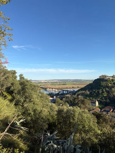 The image presents a panoramic elevated view of the Tagus River valley in Santarém, Portugal, under a clear blue sky with sparse, wispy clouds.
In the immediate foreground, dense green foliage dominates, including broadleaf trees, various shrubs, and prominent spiky succulent plants resembling agave, along with dry branches and undergrowth. A tree branch with sparse yellow-green leaves intrudes from the top-left corner.
The mid-ground features the wide Tagus River, flowing from left to right and reflecting the sky. Spanning the river is the red and white multi-arched Ponte D. Luis I railway bridge, supported by multiple pillars in the water. Along the riverbanks and on lower slopes, a residential settlement is visible, characterized by buildings with terracotta roofs and light-colored walls. A distinct white church-like structure with a bell tower stands out on a slope to the right of the river. Further to the left, a large red and white lattice electricity pylon is visible, with power lines stretching horizontally across the scene above the tree canopy and towards the distant plains. On the right, a wooded hillside rises, crowned by a cluster of buildings.
The background reveals vast, flat agricultural plains, some appearing tilled and brown, others green. A sprawling urban area is discernible in the distance on these plains, bordered by faint, low-lying hills on the horizon. No individuals or direct interactions are visible within the scene.