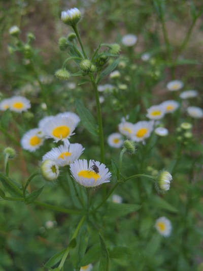 This is a close-up, eye-level, outdoor photograph of a cluster of white and yellow wildflowers with buds and greenery, likely in a field or garden in Сонячне, Ukraine. A small, dark fly is perched on the petals of one of the open flowers in the foreground, to the right of center. The focus is on the flowers in the mid-ground and foreground, with the background being softly blurred. The lighting appears natural, suggesting it was taken during the daytime. The environment is overgrown with vegetation.