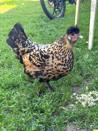 A speckled hen with black and tan feathers stands on a patch of green grass. The hen has a crest of black feathers on its head and a red comb and wattle. In the background, a bicycle is visible with its wheels partially obscured by grass. Two wooden posts stand to the right of the hen. The scene appears to be outdoors in a grassy area. There is no information available to determine the location in the city of Suganka, Russia.