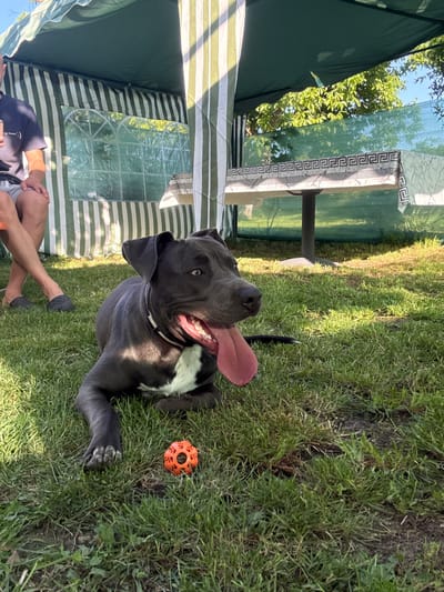 A dark grey pit bull dog with a white chest patch lies on a grassy lawn in front of a green and white striped tent. The dog's tongue is hanging out, and it appears to be panting. An orange, hollow ball is positioned in front of the dog. To the left of the dog, a person's legs are visible, with one leg crossed over the other. The person is wearing grey shorts and dark clogs. Behind the dog and person, a table is set up under the tent, covered with a white tablecloth with a black Greek key pattern. Trees and foliage are visible in the background, suggesting an outdoor setting. The scene appears to be a backyard or park area in Zornitsa, Bulgaria.