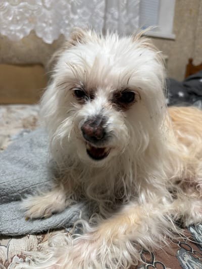 This is a close-up, eye-level shot of a small, white and tan dog lying on a bed. The dog is facing the camera, with its mouth slightly open, revealing its teeth. Its fur is shaggy and appears somewhat unkempt. The background is out of focus, showing what appears to be a bedroom with a bedspread and a window with blinds. There is no indication of the location being in the city of Timashevsk, Russia, as this information is not visible in the image.
