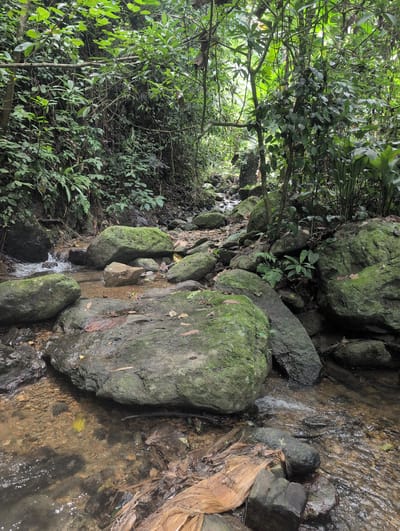The image depicts a lush, green forest scene, likely in the city of Vang Vieng, Laos. A small, clear stream flows over a rocky bed, with moss-covered boulders scattered throughout. The dense foliage of trees and vines creates a canopy overhead, allowing dappled sunlight to filter through. There are no people visible in the image. The environment appears natural and untouched, with fallen leaves and debris adding to the organic feel of the scene.