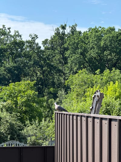 A pigeon is perched on top of a corrugated metal fence in Bucha, Ukraine. The fence is dark brown and runs horizontally across the lower part of the image. Behind the fence, lush green trees fill the background, with a bright blue sky visible above. A weathered wooden structure with white elements stands to the right of the pigeon. The overall scene suggests an outdoor urban or suburban environment.