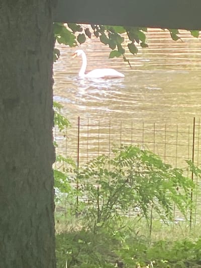 A swan with white plumage and an orange beak swims on a body of water. The water reflects sunlight, creating ripples and a golden hue. In the foreground, a portion of a tree trunk is visible on the left. Behind the swan, a wire fence runs horizontally across the image, with green foliage growing around and in front of it. The overall scene suggests an outdoor environment, possibly a park or a pond. The specific location in Briceni, Moldova cannot be determined from the image.