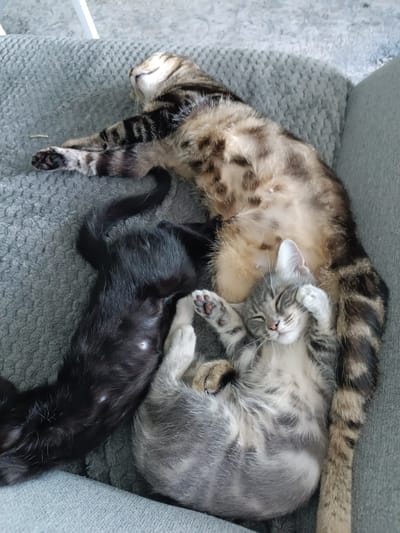 Three cats are sleeping on a grey, textured sofa. The largest cat, a tabby, is on its back with its paws extended. A black kitten is curled up next to it, and a grey and white kitten is sleeping on its back with its paws covering its eyes. The image appears to have been taken indoors. There is no information in the image to determine the location in the city of Saint-Nazaire, France.