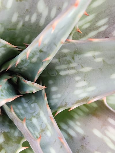A close-up, overhead view shows the textured leaves of an aloe vera plant. The leaves are a muted green with lighter, irregular speckles and sharp, reddish-orange thorns along their edges. The angle of the shot emphasizes the layered growth pattern of the succulent, with the central whorl of leaves drawing the eye. The lighting casts subtle shadows, highlighting the fleshy surfaces and pointed tips of the leaves. There is no discernible location in Altamonte Springs, United States of America.