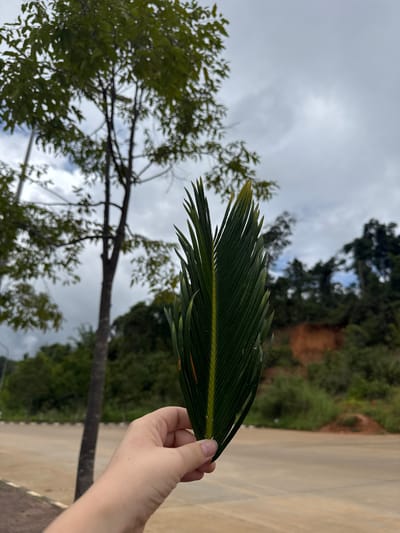 In Bo Y, Vietnam, a person's hand holds a dark green cycad leaf with a yellow central vein, positioned in the foreground. The leaf's pinnately compound structure is evident, with numerous leaflets emanating from a central rachis. In the middle ground, a bare-trunked tree with sparse green foliage stands to the left, while the right side of the frame reveals a dirt embankment covered in lush green vegetation. The background features a cloudy, overcast sky, with more distant trees and a blurred road or paved area in the lower portion of the image. The overall impression is one of an outdoor, natural setting within a semi-urban or transitional landscape.
